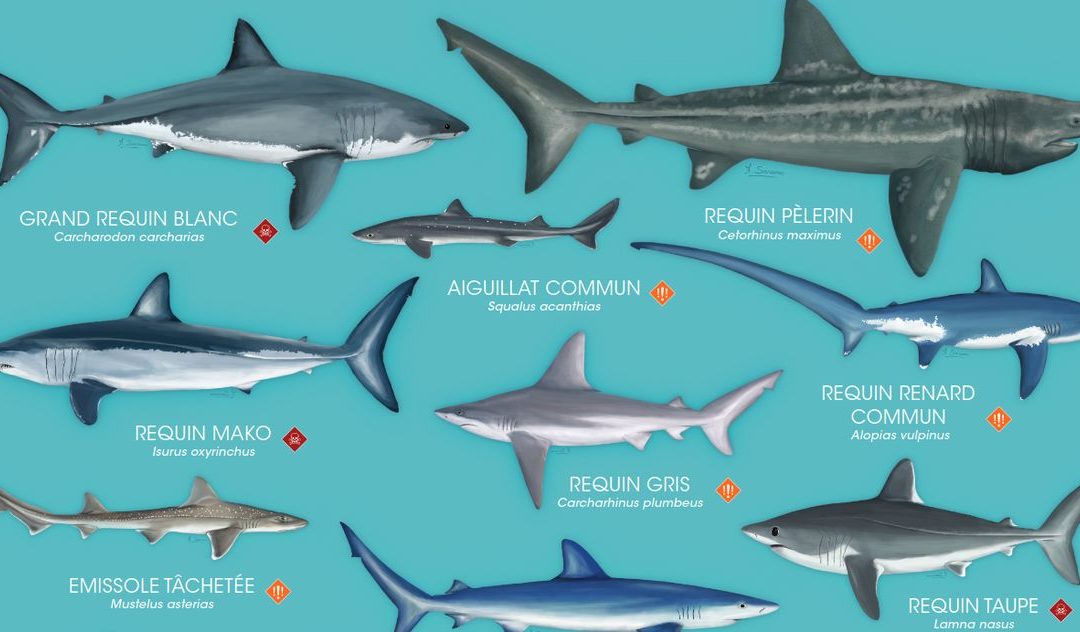 Poster : les requins de Méditerranée à protéger