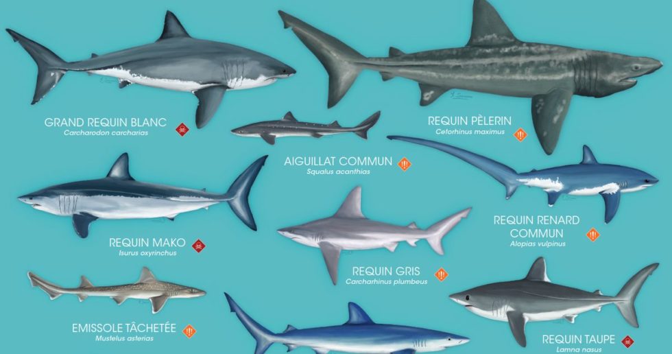 Poster : Les Requins De Méditerranée à Protéger - Ocean Academy