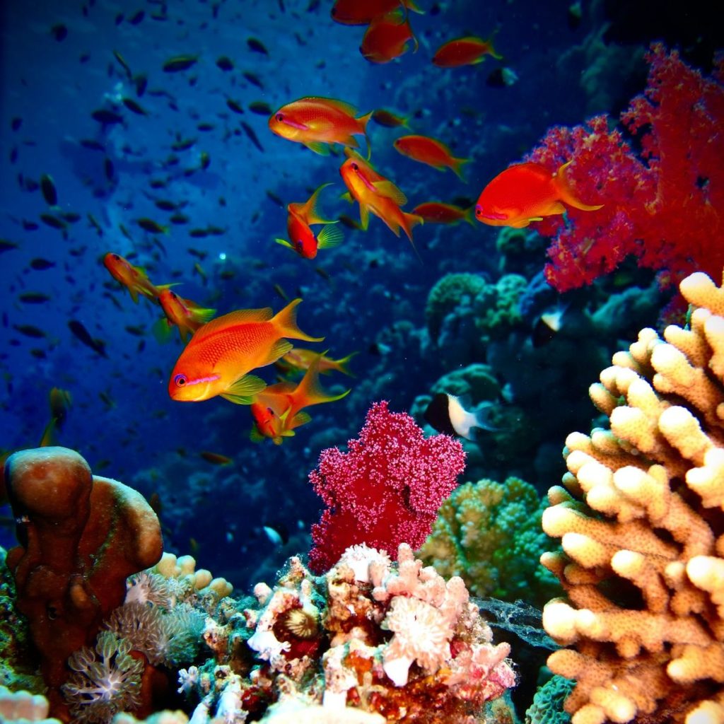 conférence - ecosystèmes marins