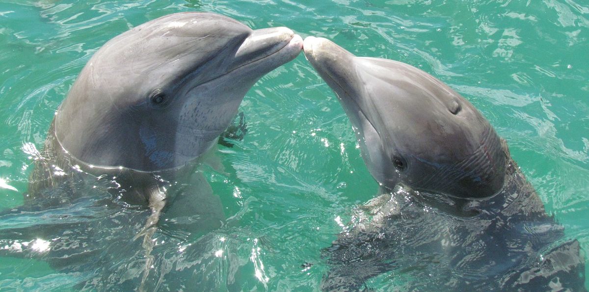 dauphins bisous