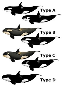 les types d'orques